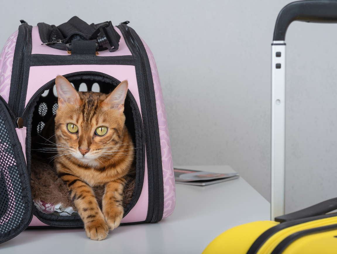 Gato en transportin al lado de maleta para viaje