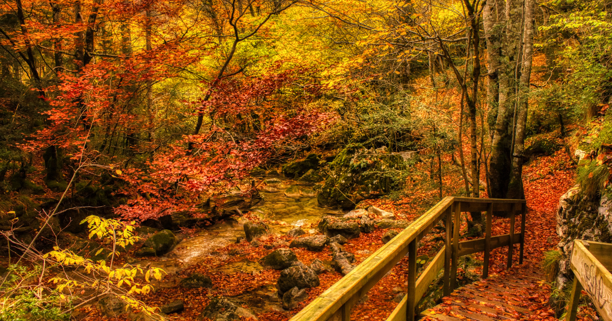 Sendero en mitad de la selva de Irati en Navarra con paisaje otoñal