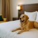 Perro en la cama de un hotel pet friendly en España en 2025