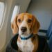 Perro en transportín dentro de un avión durante un viaje en 2025