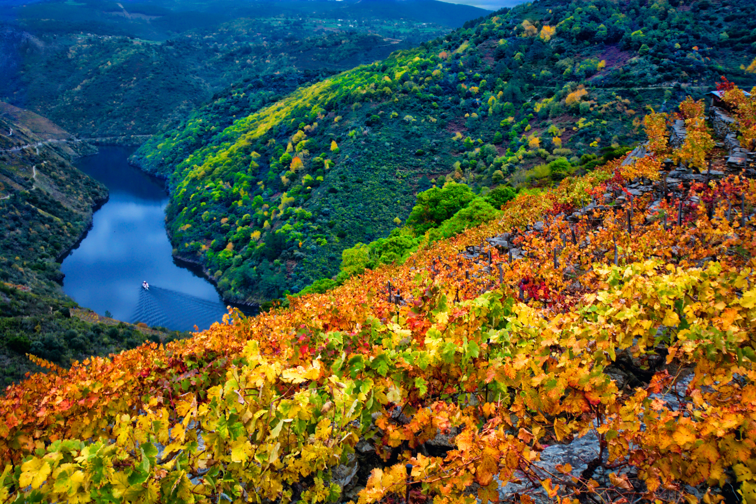 Paisaje característico de la Ribeira Sacra gallega en otoño