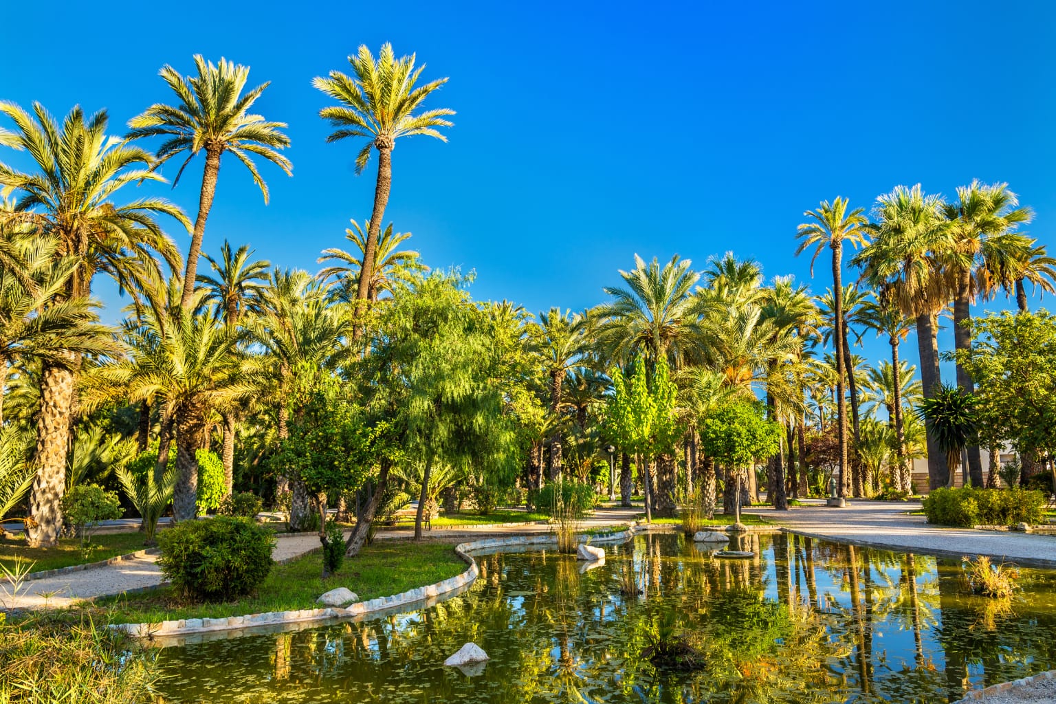 Palmeral de Elche, Alicante